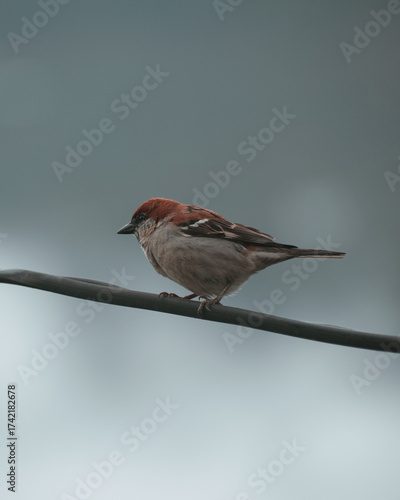 Small sparrow on a wire