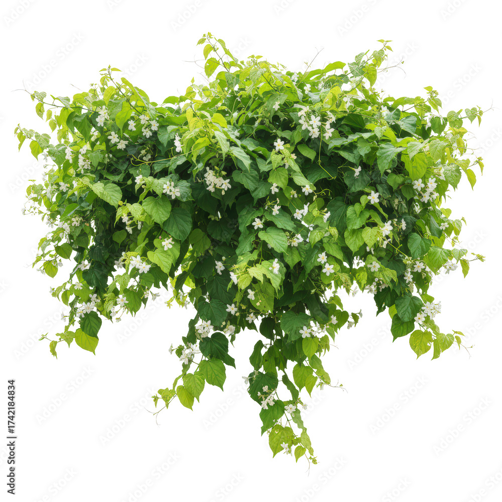 Obraz premium Lush green bush with tiny white flowers against a black background