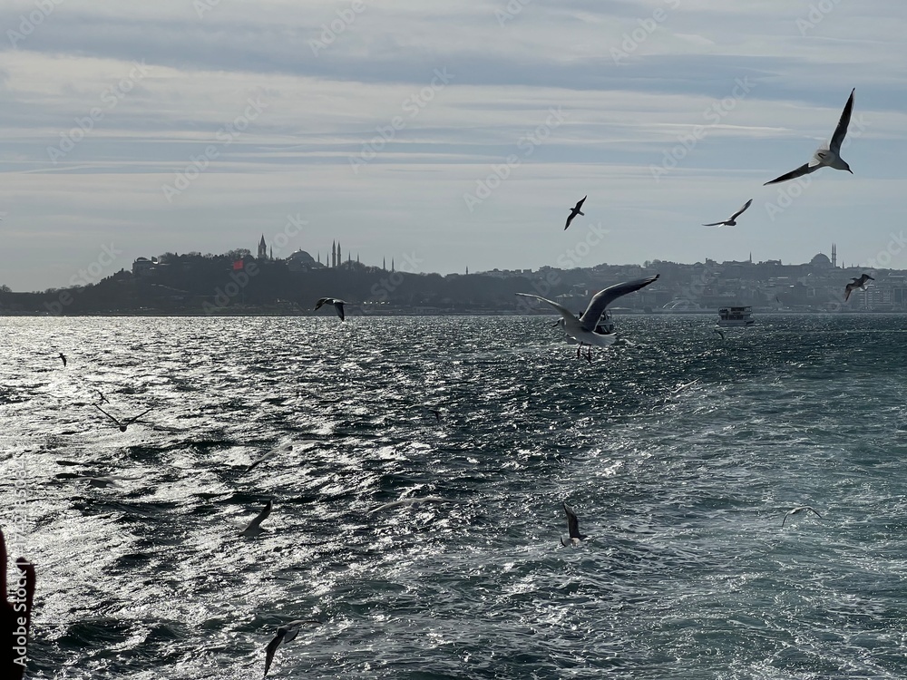 Naklejka premium seagulls on the beach