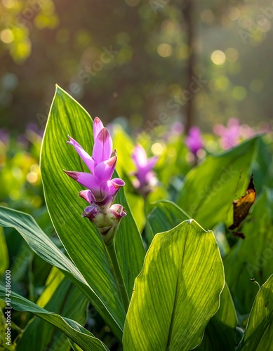 Vibrant flowers blooming in the sunlit forest