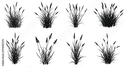 Black and white illustration of various tufts of wild grasses and reeds