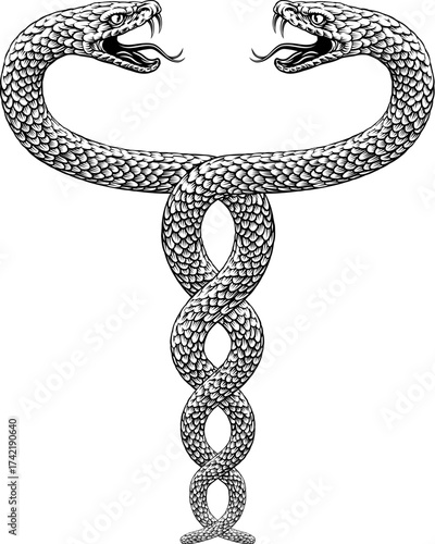 Two snakes intertwined serpents in a double helix spiral. Original illustration in a vintage woodcut engraving etching style.