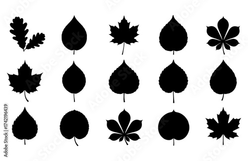 Silhouettes of Various Tree Leaves in Different Shapes