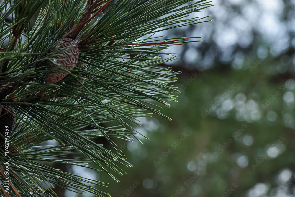 Obraz premium 松の葉