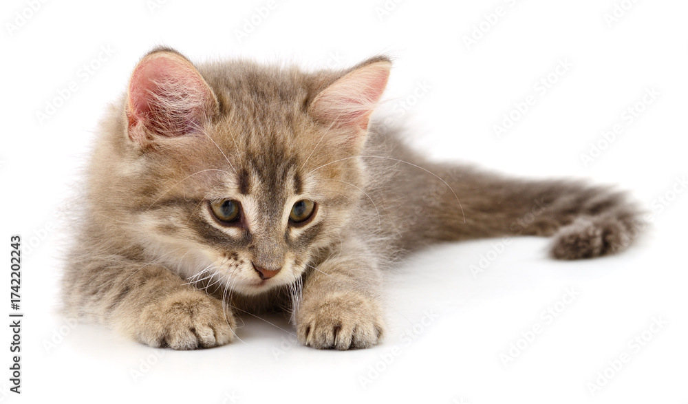 Obraz premium Fluffy kitten lying isolated on white background