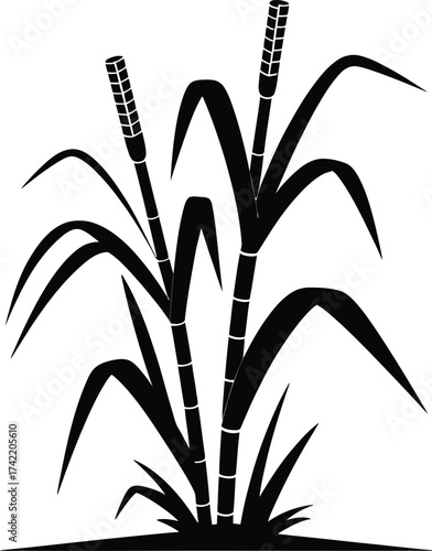 Black silhouette of a sugarcane plant with tall stalks and leafy green blades on a white background
