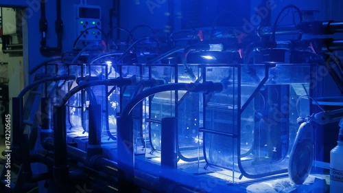 Fish breed incubators on a scientific laboratory to protect species extinction, aquaculture farm, animal science, 4k