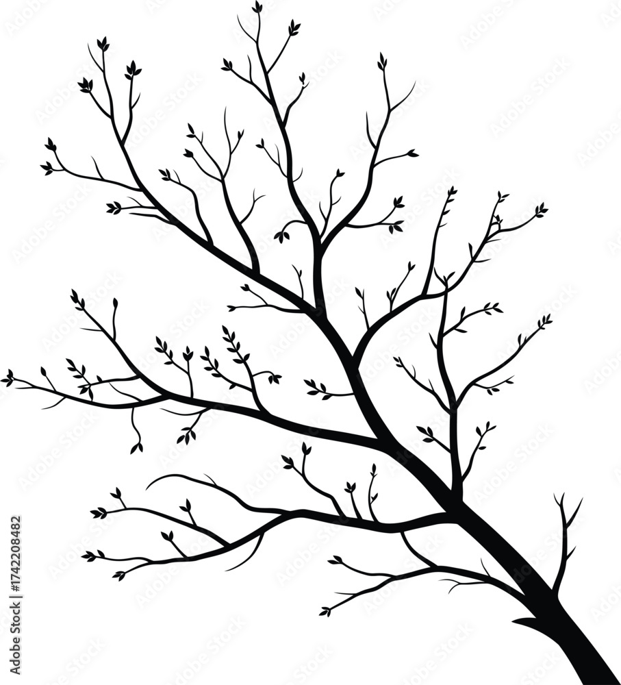 Fototapeta premium Elegant bare tree branch with small buds against a stark white background silhouette