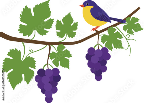Charming songbird perched on a grapevine branch laden with ripe purple grapes isolated on transparent background