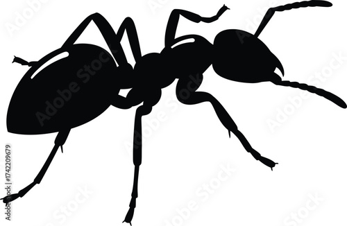 Detailed silhouette of an ant insect isolated on a for scientific or design use isolated on transparent background