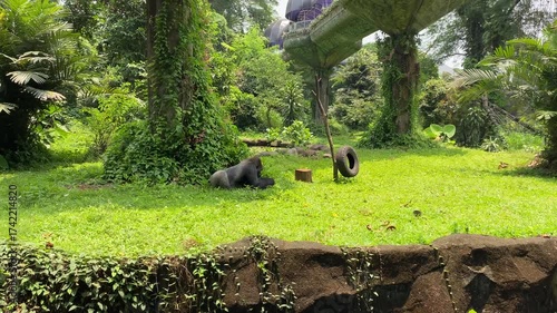 A gorilla on the green grass park at zoo
