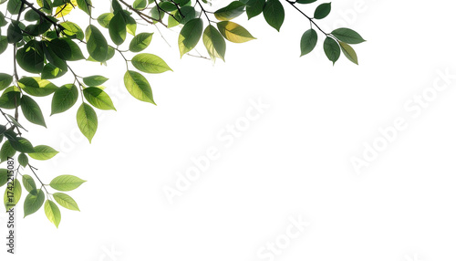 Fresh green leaves and tree branches against a bright white background.
