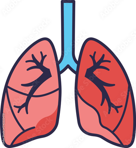 Simple flat diagram of human lungs anatomy showing airways and lobes isolated on transparent background