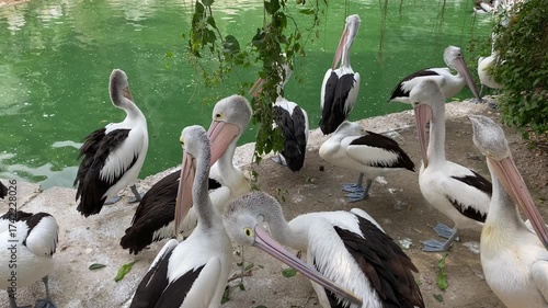 Group of Australian pelican birds or Pelecanus conspicillatus on the edge of green pond