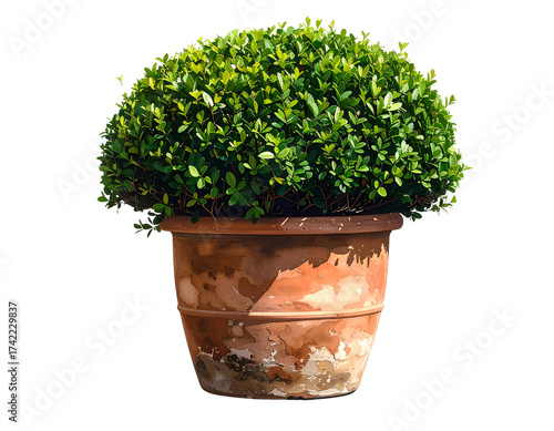 Rustic Green Topiary in Aged Terracotta Pot isolated on a transparent background.