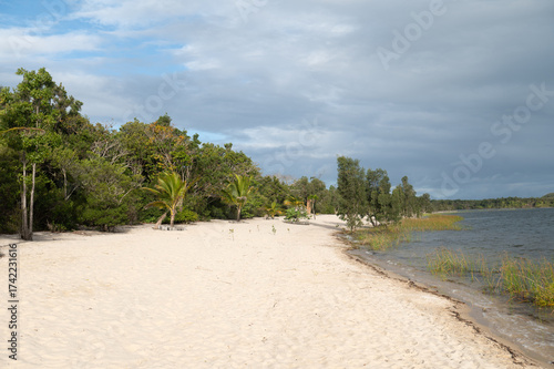 beach and trees