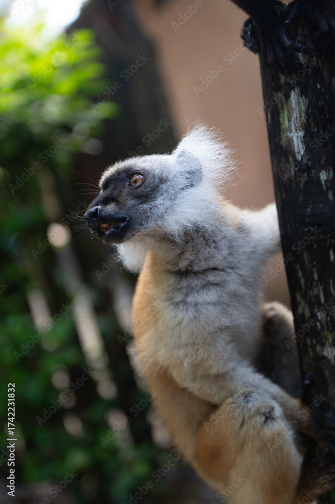 Naklejka premium ring tailed lemur