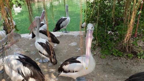 Group of Australian pelican birds or Pelecanus conspicillatus on the edge of green pond
