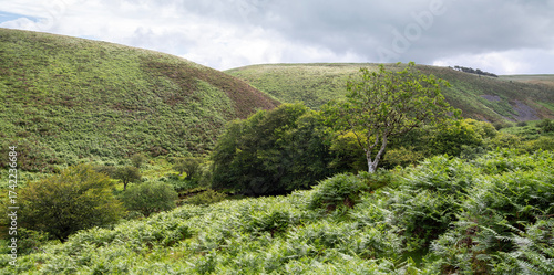 ferns on hill in exmoor national park