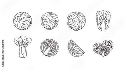 Hand drawn sketch collection of fresh cabbage varieties isolated for culinary use vector