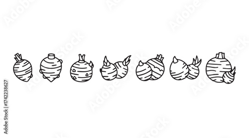 Hand drawn botanical illustrations of various root vegetables and bulbs in a row vector