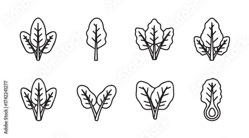 Set of hand drawn spinach leaves icons simple botanical outline graphics for healthy food design vector