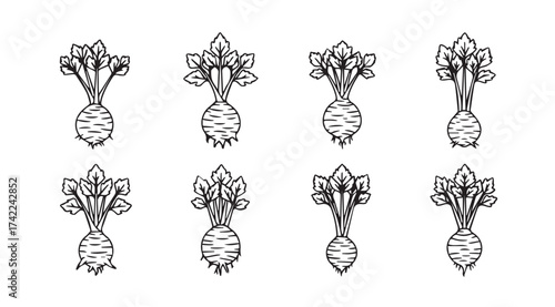 Group of hand drawn beets with leaves collection fresh root vegetables garden harvest isolated vector