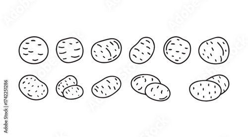 Hand drawn collection of various potato shapes and sizes isolated on vector