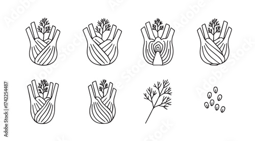 Botanical line art depicting floral development stages and seed pods detailed scientific illustration vector