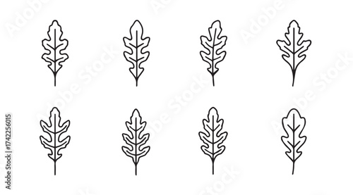Set of eight hand drawn outline oak leaves botanical graphic elements natural design vector
