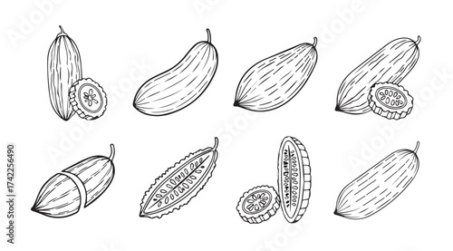 Hand-drawn sketch collection of fresh cucumbers and slices organic healthy vegetables for culinary design vector