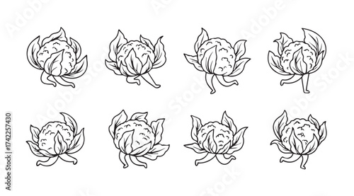 Collection of eight hand drawn cabbage sketches isolated organic vegetable designs for culinary or health projects vector