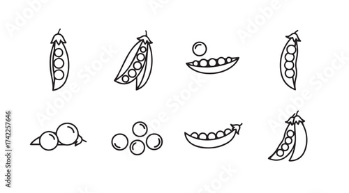 Hand drawn pea pods and peas sketch collection fresh organic vegetable icons doodle style vector