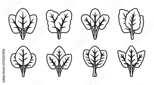 Set of hand drawn spinach leaves botanical icons fresh greenery healthy food elements vector