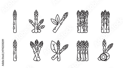 Collection of hand drawn asparagus stalks and bunches icons celebrating fresh healthy organic vegetable ingredients vector