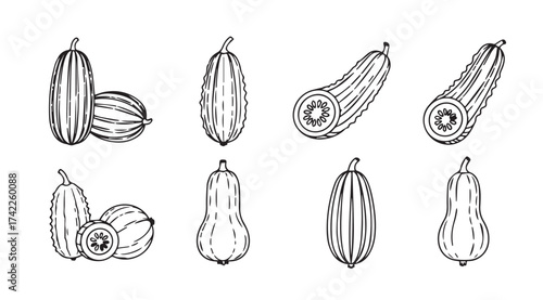 Collection of hand drawn sketch style winter squash and gourds vegetables isolated fresh produce vector