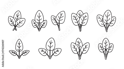 Hand drawn spinach leaves collection botanical sketch style fresh organic greens food ingredient art vector
