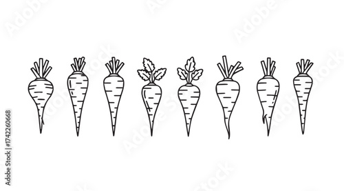 Hand drawn sketch of fresh beets root vegetables in a row artistic rendering vector