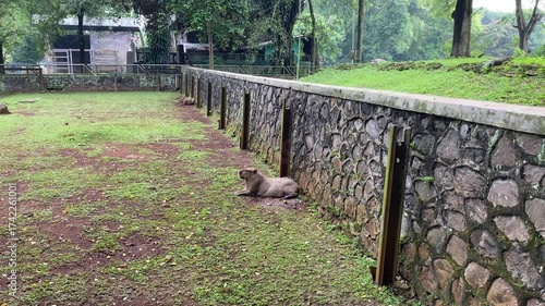 Two capybaras sitting quietly inside a zoo arena