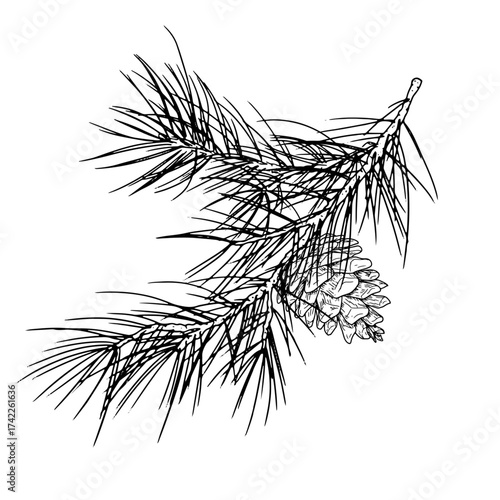 Fluffy twig of pine and spruce and cones, sketch. Vector illustration. A traditional Christmas decoration, isolated on a white background. For postcards, invitations, New Year, textiles and packaging