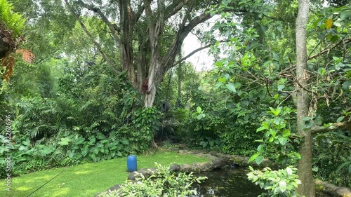 Orangutan jumping among trees in a zoo arena