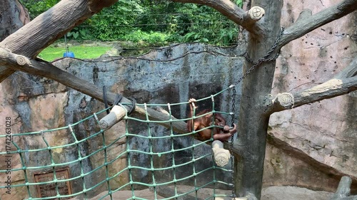 A young orangutan chilling on tree branch and net in a zoo