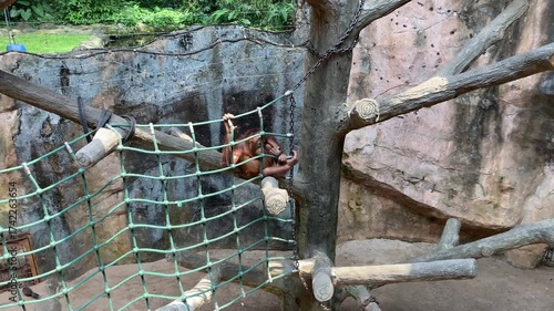 A young orangutan chilling on tree branch and net in a zoo