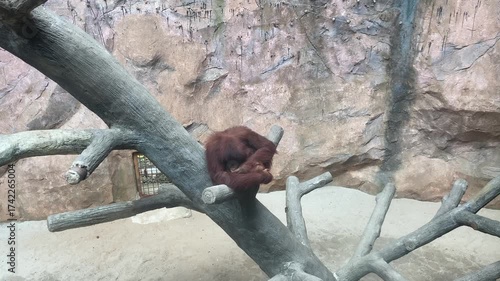 An orangutan sleeping on tree branch in a zoo arena
