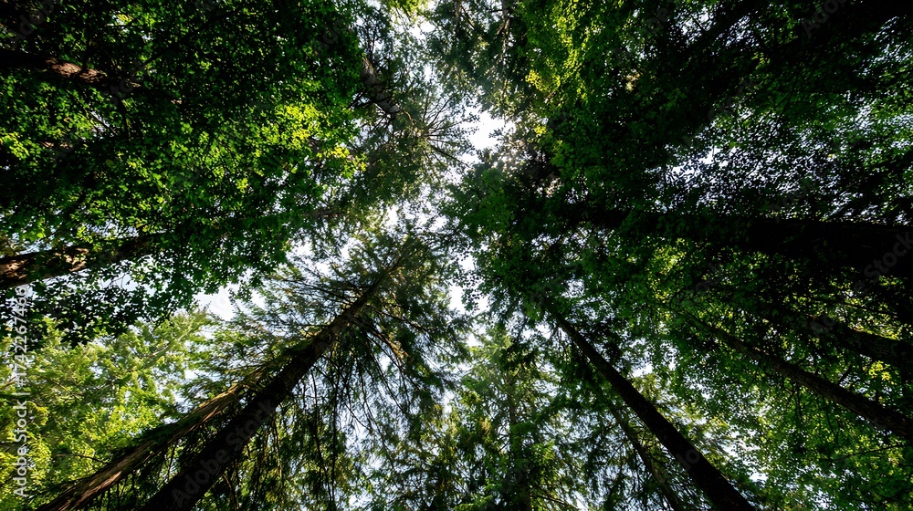 Fototapeta premium Looking up at the sky through the canopy of trees in the green forest