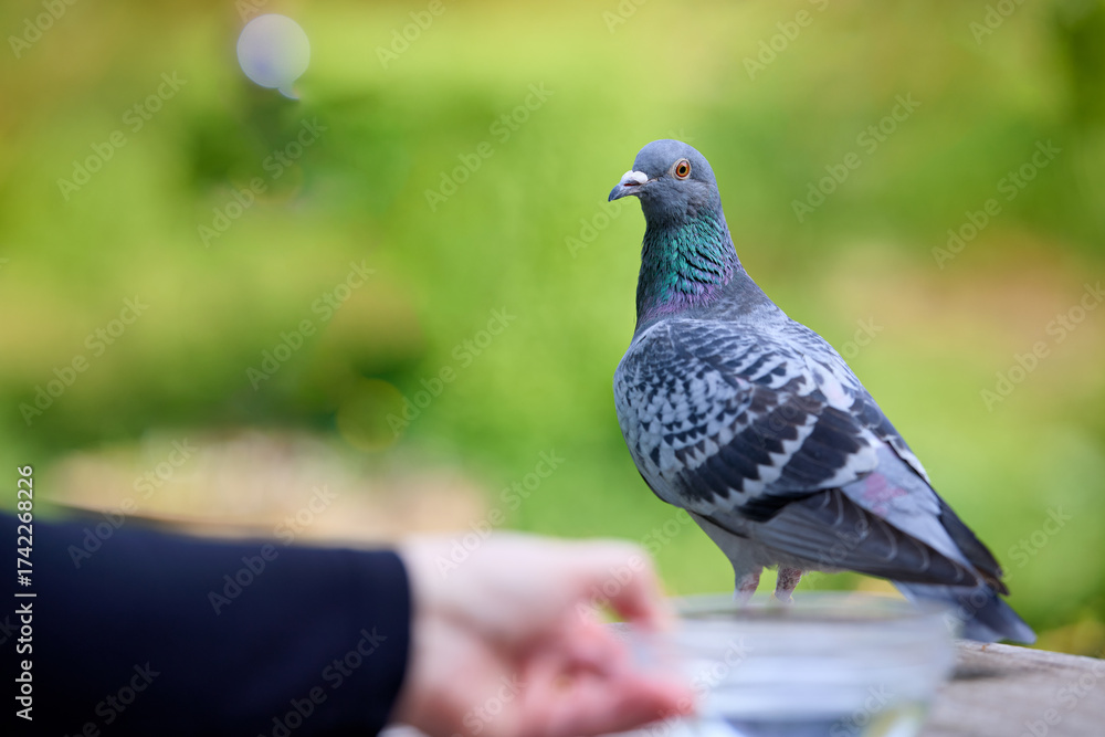 Fototapeta premium A beautiful pigeon with iridescent neck feathers stands alertly near a hand offering a bowl, set against a soft, blurred green background. Captures an urban wildlife interaction.