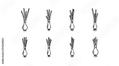 Collection of eight hand-drawn botanical style scallions ready for culinary use vector