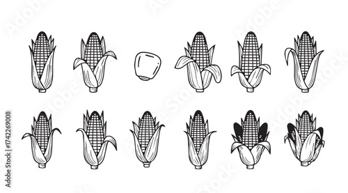 Collection of hand drawn corn cobs and kernels detailed botanical sketches agriculture food harvest vector