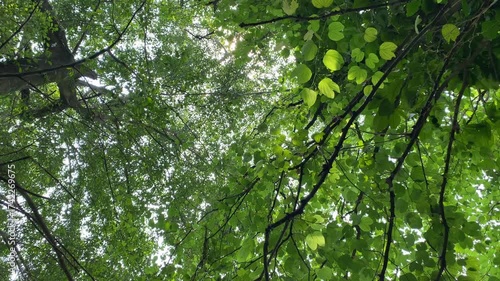 Scenery under the tree. Green leaves swaying in the wind