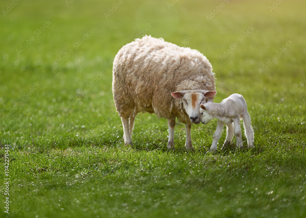 Obraz premium A tender moment between a mother sheep and her newborn lamb in a lush green pasture. The ewe gently nuzzles its small, white offspring, showcasing a bond of maternal love in nature.